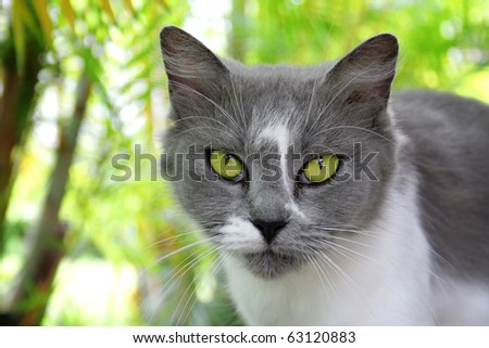 Beautiful white and grey cat on green foliage background