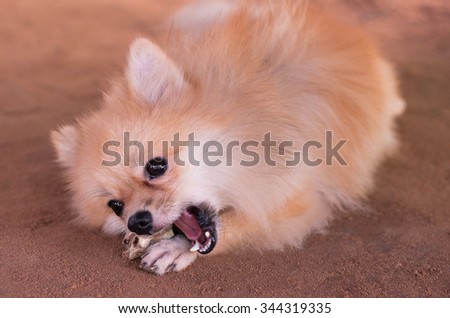 Pomeranian dog with a bone