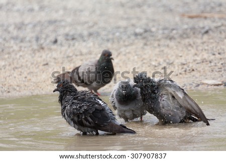 Pigeons cleaned themselves in the water pond road