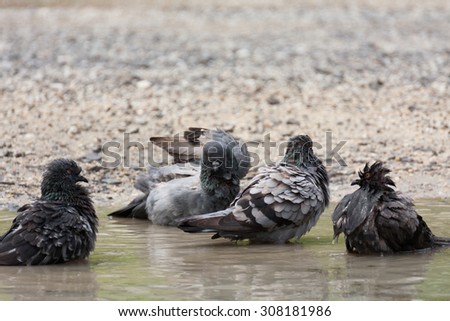 Pigeons clean themselves in the water pond road