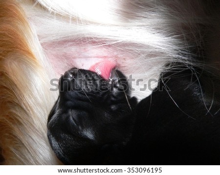 labrador puppy\
puppy black labrador breastfed by his mother