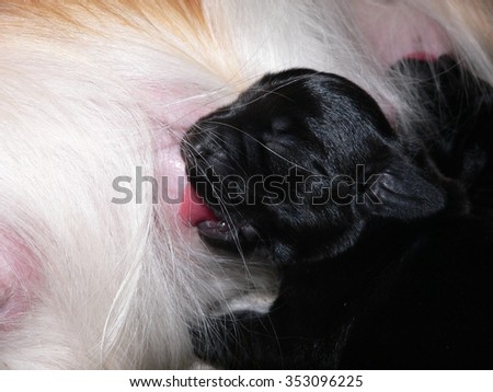 labrador puppy\
puppy black labrador breastfed by his mother