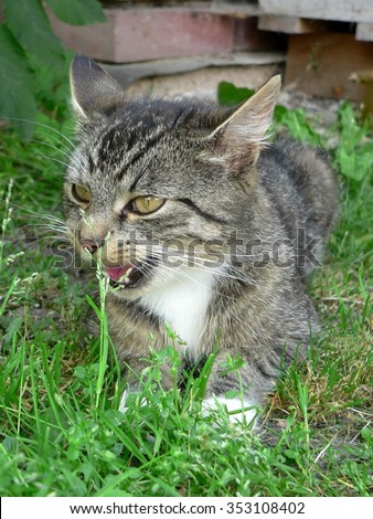Cat openmouthed\
tabby domestic cat lying outdoors on grass, hiding from the sun in summer hot weather