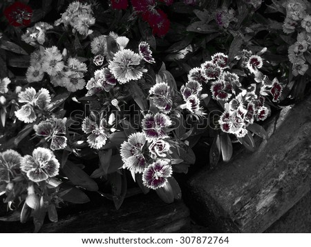 Sepia Flowers