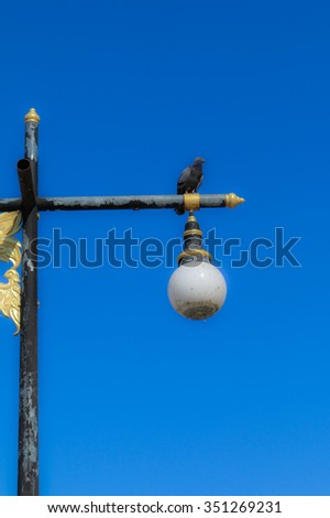 Pigeons on lamp post