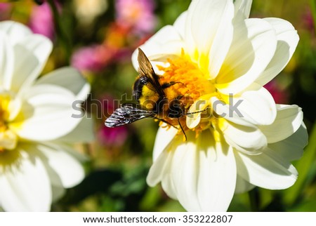 Bumble bee on pollen of white chrysanthemum flower