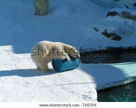 polar bear playing with a barrel