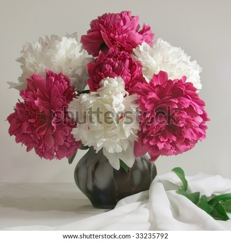 Red and pink peonies in the vase on the white background still life