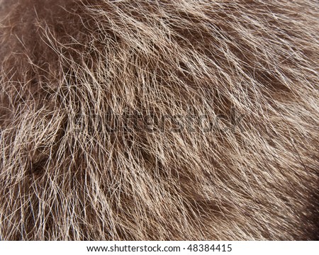 Wolf's fur texture