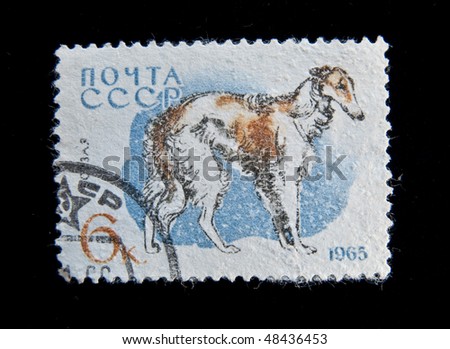 USSR- CIRCA 1965: A stamp printed in the USSR shows Russian wolfhound dog, circa 1965. 