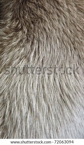 Polar fox fur texture