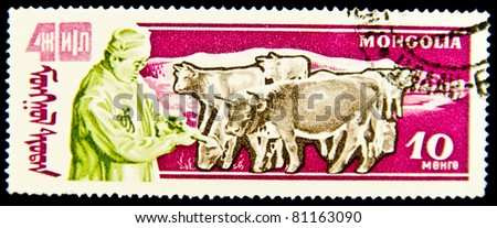 MONGOLIA - CIRCA 1961: A stamp printed by Mongolia, shows Cows, circa 1961.