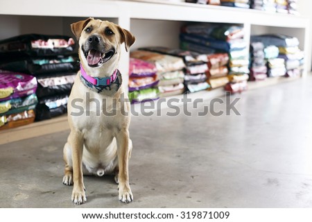 Happy dog in pet store