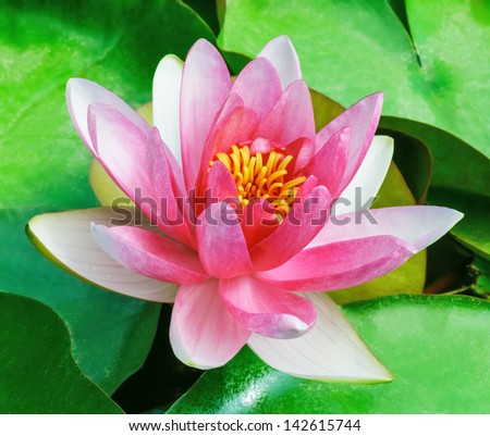 Macro view of beautiful one red water lily flower floating on water surface with green leaves