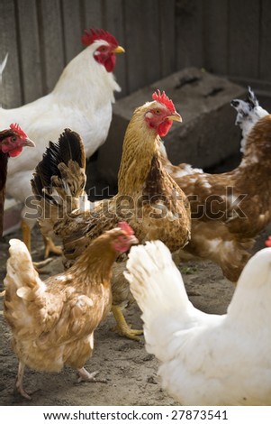 group of hens with a rooster in a hen house of a breeding ground