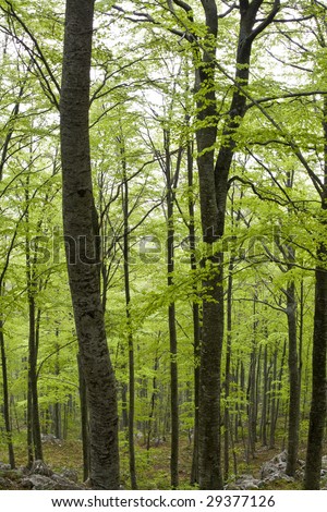 view of the interior of a forest of beech trees in the mountains