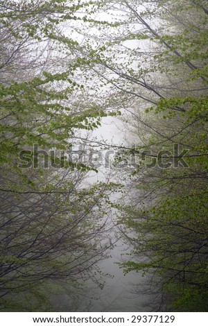 view of the interior of a forest of beeches surrounded in fog