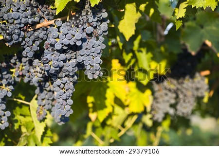 foreground of bunches of grapes light by the sun before being collected