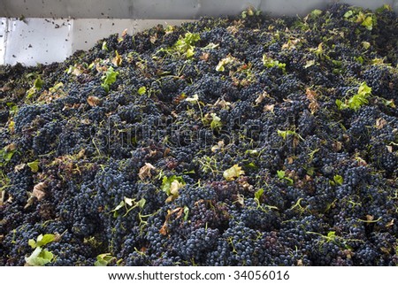 collection tank after the harvest of grapes ready for crushing