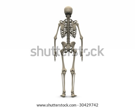 human skeleton labeled. Simple human skeleton labeled