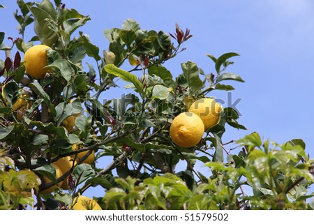 lemon tree with yellow lemons on a blue sky background