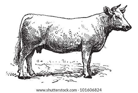 Cattle Illustration
