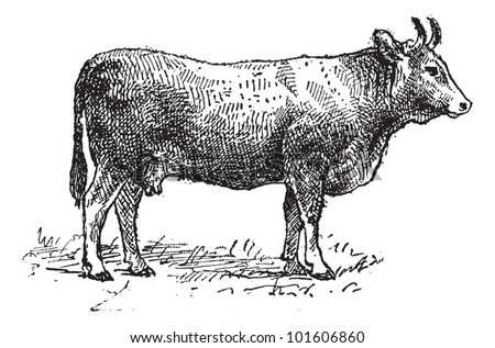 Cattle Illustration