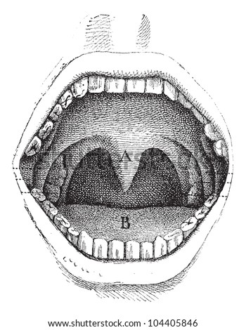 A Human Mouth
