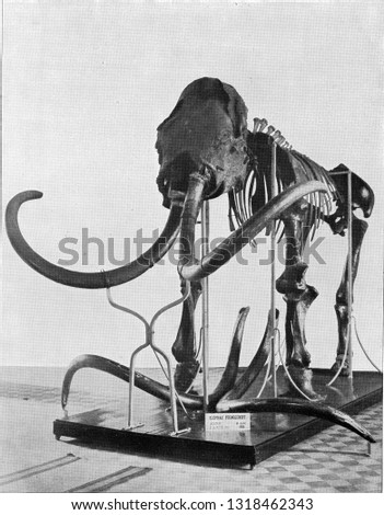 Skeleton of the first mammoth, vintage engraved illustration. From the Universe and Humanity, 1910.
