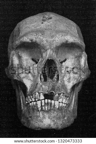 Skulls of a primitive Australian having preserved very pronounced animal marks in the conformation of the forehead, vintage engraved illustration. From the Universe and Humanity, 1910.