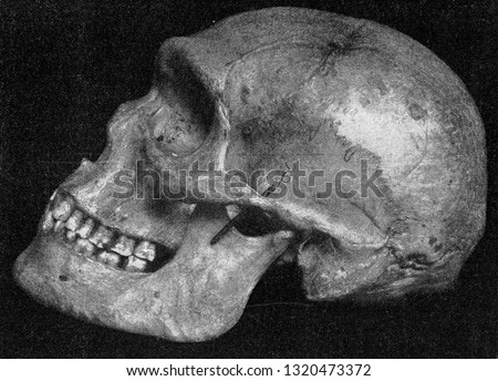 Side view of the same skull of a primitive Australian with very pronounced supraorbital bulges, vintage engraved illustration. From the Universe and Humanity, 1910.