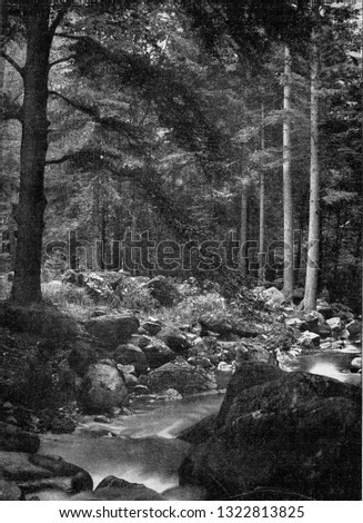 Forest corner in the Harz, vintage engraved illustration. From the Universe and Humanity, 1910.