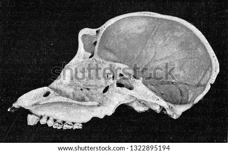 Half skull cut of a young gorilla, vintage xray. From the Universe and Humanity, 1910.