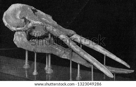 Skeleton of the head of a mastodon with powerful defenses, vintage photo. From the Universe and Humanity, 1910.