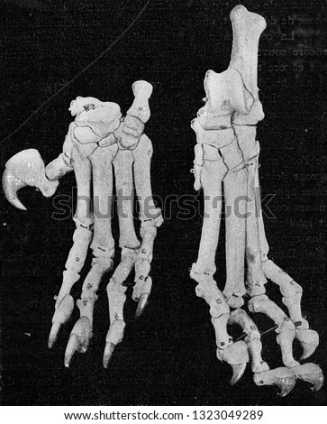 Skeleton of the left hand and foot of a four year old lioness, vintage photo. From the Universe and Humanity, 1910.
