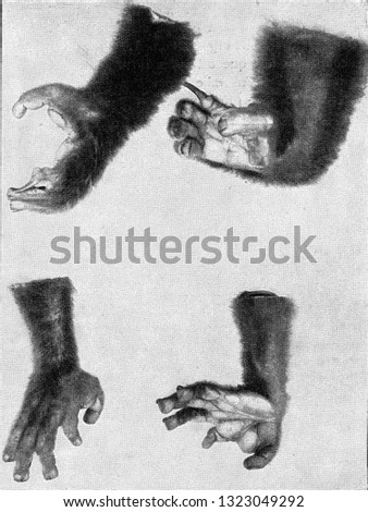 Hands and feet of a maki, vintage engraved illustration. From the Universe and Humanity, 1910.