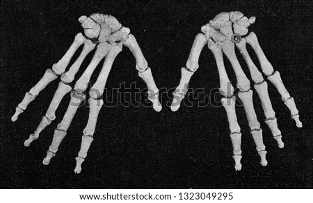 Skeleton of a human hand seen from the outside, vintage photo. From the Universe and Humanity, 1910.