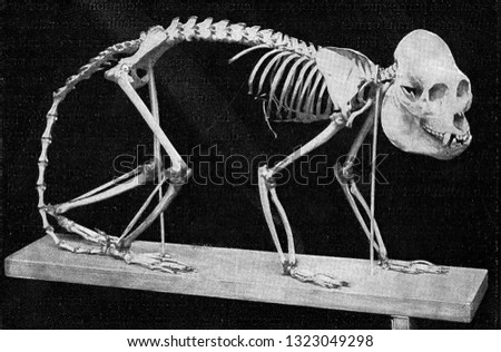 Skeleton of a howler monkey of Brazil, vintage photo. From the Universe and Humanity, 1910.