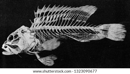 Skeleton of a bony fish, vintage engraved illustration. From the Universe and Humanity, 1910.