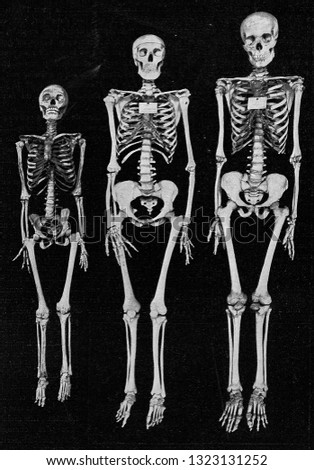 Different sizes of the human skeleton, vintage engraved illustration. From the Universe and Humanity, 1910.