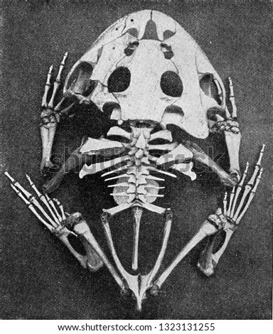 Skeleton of the horned frog, vintage engraved illustration. From the Universe and Humanity, 1910.
