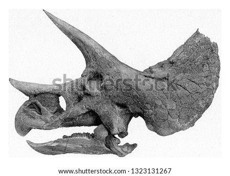 Skeleton of the head of Triceratops, vintage engraved illustration. From the Universe and Humanity, 1910.