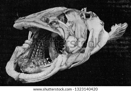 Skeleton of the head with bronchial ares of a bony fish, vintage photo. From the Universe and Humanity, 1910.