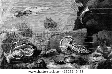 Animal life at the bottom of the sea, vintage engraved illustration. From the Universe and Humanity, 1910.