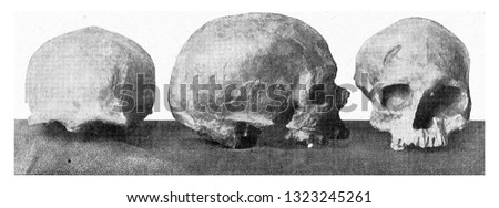 Crumbling skull of Cro magnon in the valley of the Vezere, vintage photo. From the Universe and Humanity, 1910.