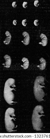 Embryos of the pore. almost natural in size, vintage photo. From the Universe and Humanity, 1910.