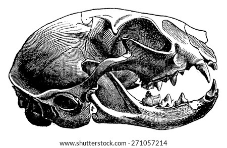 Skull of a cat vintage engraved illustration La Vie dans la nature 1890 Skull of a cat vintage engraved illustration La Vie dans la nature 1890
