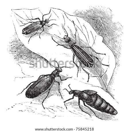 Spanish Fly Beetle