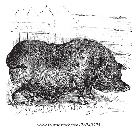 pig engraving