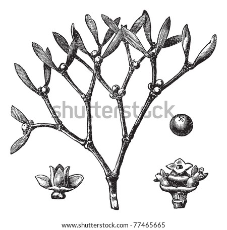 White mistletoe Viscum album or European mistletoe or common mistletoe vintage engraving Old engraved illustration of white mistletoe Trousset Encyclopedia White mistletoe Viscum album or European mistletoe or common mistletoe vintage engraving Old engraved illustration of white mistletoe Trousset Encyclopedia